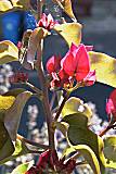 Bougainvillea Detail