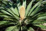 Cycas revoluta in Blüte