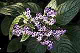 Heliotropium / Vanilleblume / Sonnenwende