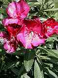 Oleander rot (Nerium oleander)