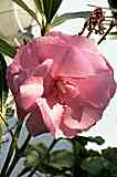 Oleander rosa (Nerium oleander)