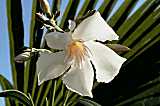Oleander weiß (Nerium oleander)