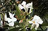 Oleander standort