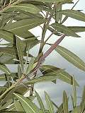 Oleander Samenkapsel