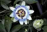 Passiflora caerulea Detail