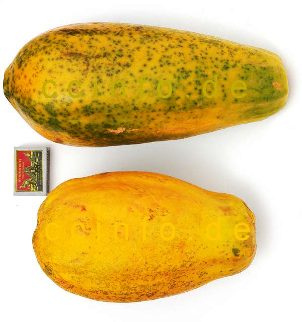 papaya-carica-papaya-anzucht-pflege-und-kultur