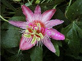 Maracuja