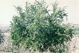 Punica / Granatapfelbaum