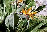 Strelitzie (Strelitzia reginae) Blüte