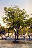 Tamarinde (Tamarindus indica)