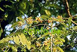 Tamarindenbl&uuml;te (Tamarindus indica)