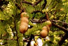 Tamarinde