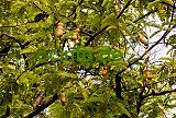 Tamarinden (Tamarindus indica)