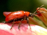 Lilienh&auml;hnchen - Klicken Sie auf das Bild, um es gr&ouml;&szlig;er zu sehen