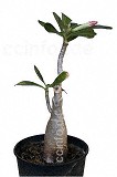 Wüstenrose / Adenium obesum