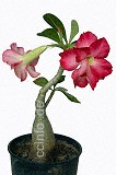 Wüstenrose / Adenium obesum Blume