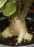 Wüstenrose / Adenium obesum Caudex