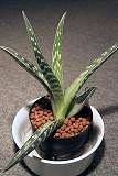 Tigeraloe / Aloe variegata