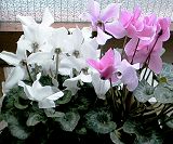 Alpenveilchen / Cyclamen persicum