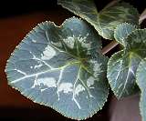 Alpenveilchen-Blatt