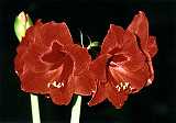 Amaryllis Blüte rot, ungefüllt