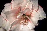 Amaryllis Blüte weiß, gefüllt