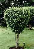 Ficus benjaminii / benjamina