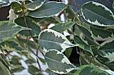 Ficus benjaminii variegata