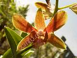Blüte von Dendrobium nobile
