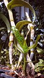Pseudobulben von Dendrobium nobile