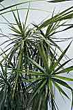 Drachenbaum / Dracaena marginata