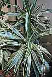 Drachenbaum / Dracaena deremensis