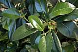 Gummibaum / Ficus elastica
