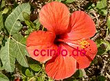 Hibiscus