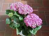 Hortensien, Hydrangea macrophylla