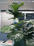 Ficus lyrata