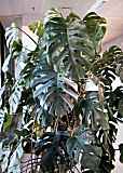 Monstera deliciosa / Fensterblatt