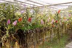 Orchideen in Chiang Mai