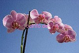 Phalaenopsis