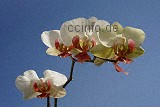 Phalaenopsis