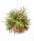 Tillandsia ionantha Kugel