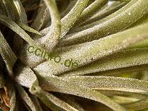 Tillandsia ionantha Schuppen