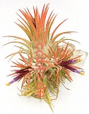 Tillandsia ionantha Blüte