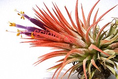 Tillandsia ionantha Staubgefäße