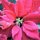 Weihnachtsstern / Euphorbia pulcherrima