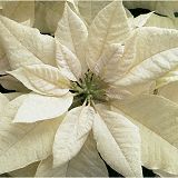 Weihnachtsstern / Euphorbia pulcherrima