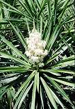 Yucca (nicht Yuccapalme!), Palmlilie